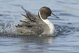 Northern Pintail