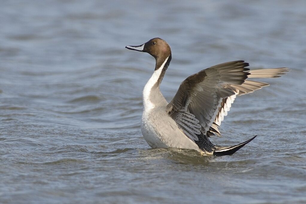 Northern Pintailadult breeding