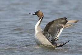 Northern Pintail