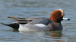 Eurasian Wigeon