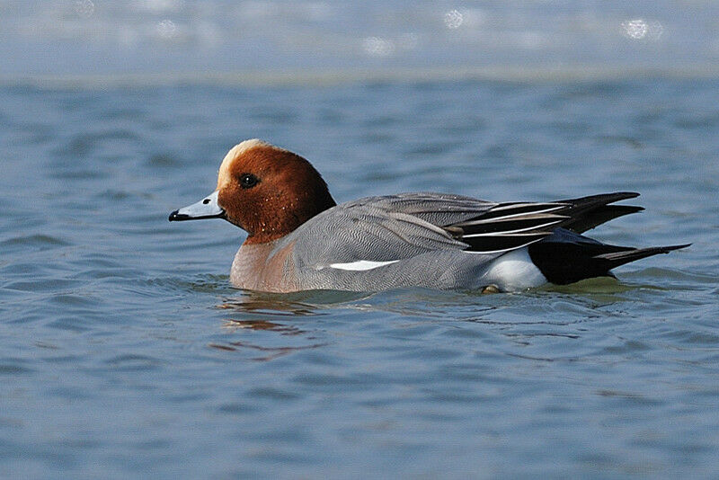 Canard siffleur mâle adulte