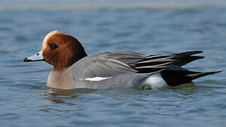 Canard siffleur