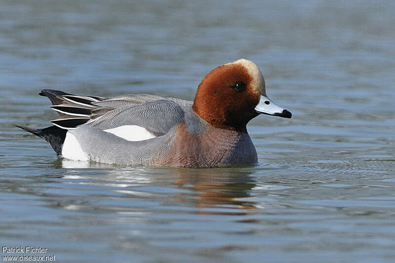 Eurasian Wigeon male adult breeding, identification