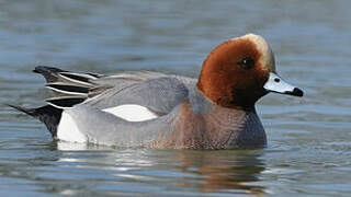 Eurasian Wigeon