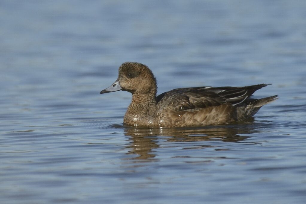 Canard siffleur femelle adulte, identification