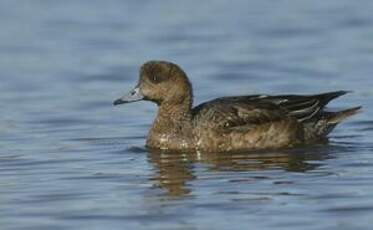 Canard siffleur