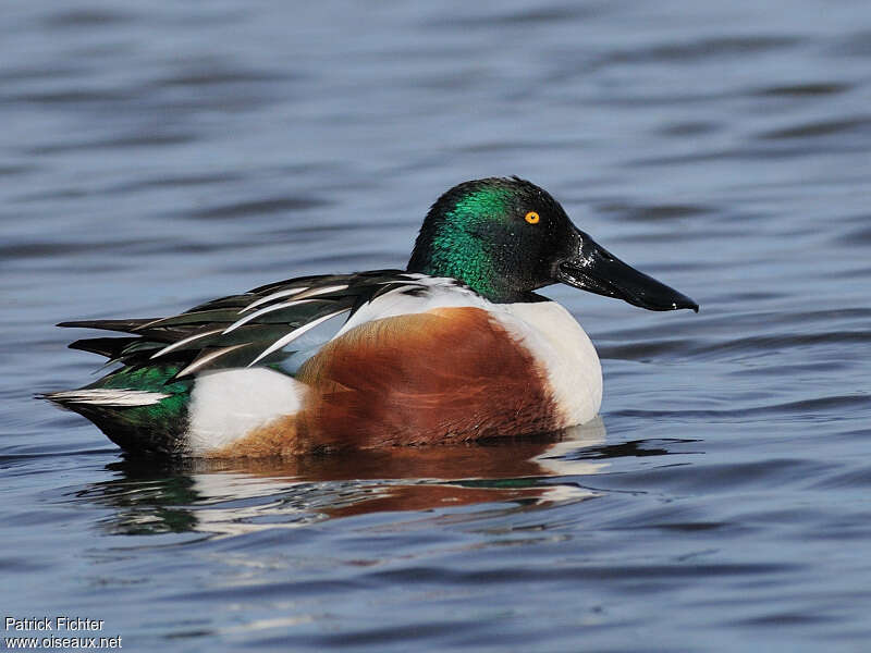 Canard souchet mâle adulte nuptial, identification