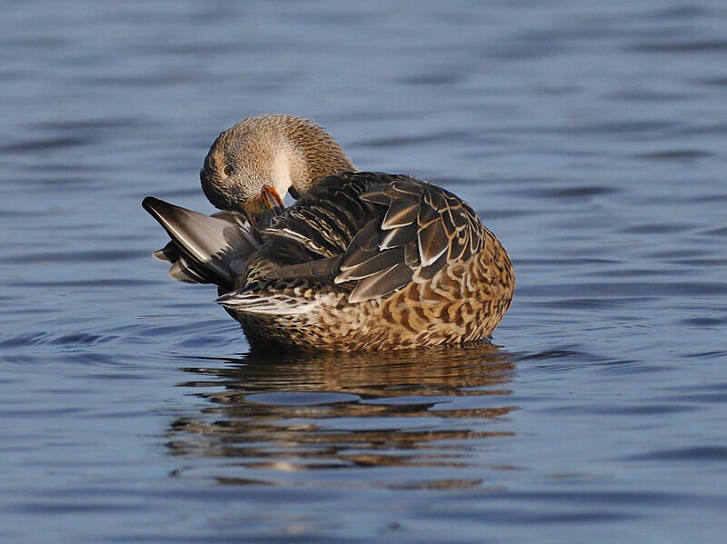 Canard souchet femelle adulte