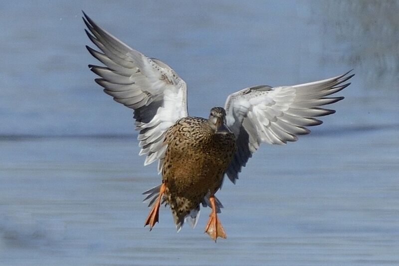 Canard souchet femelle adulte