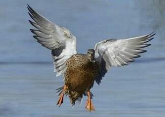 Canard souchet