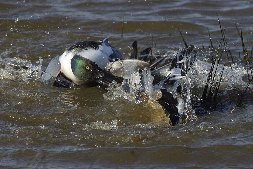 Northern Shoveleradult, courting display