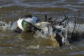 Northern Shoveler