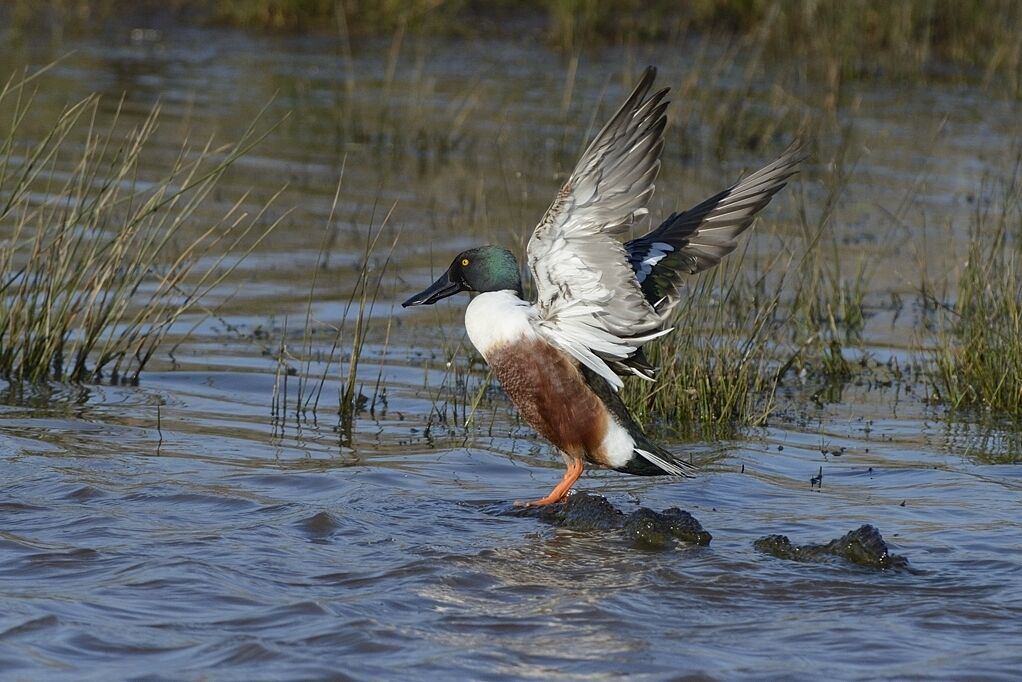 Canard souchet mâle adulte nuptial