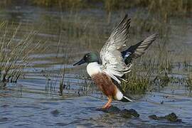 Northern Shoveler