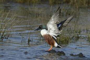 Canard souchet