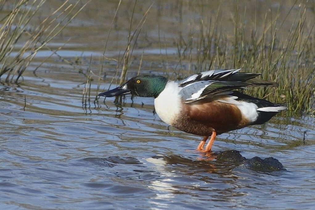 Canard souchet mâle adulte nuptial