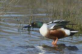 Canard souchet