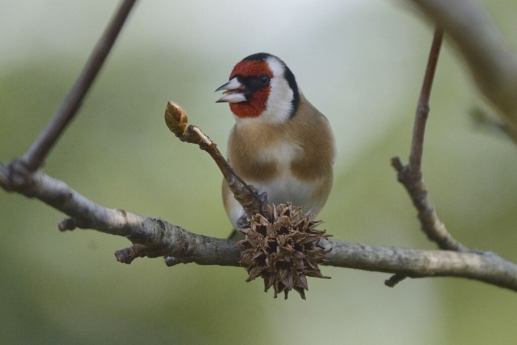 Chardonneret élégantadulte, mange