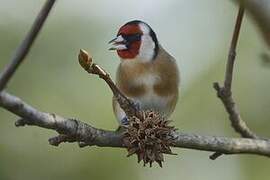 European Goldfinch