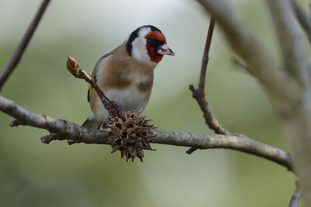 European Goldfinchadult, eats