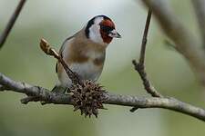 Chardonneret élégant