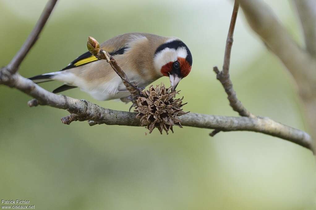 Chardonneret élégantadulte, mange