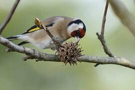 European Goldfinch