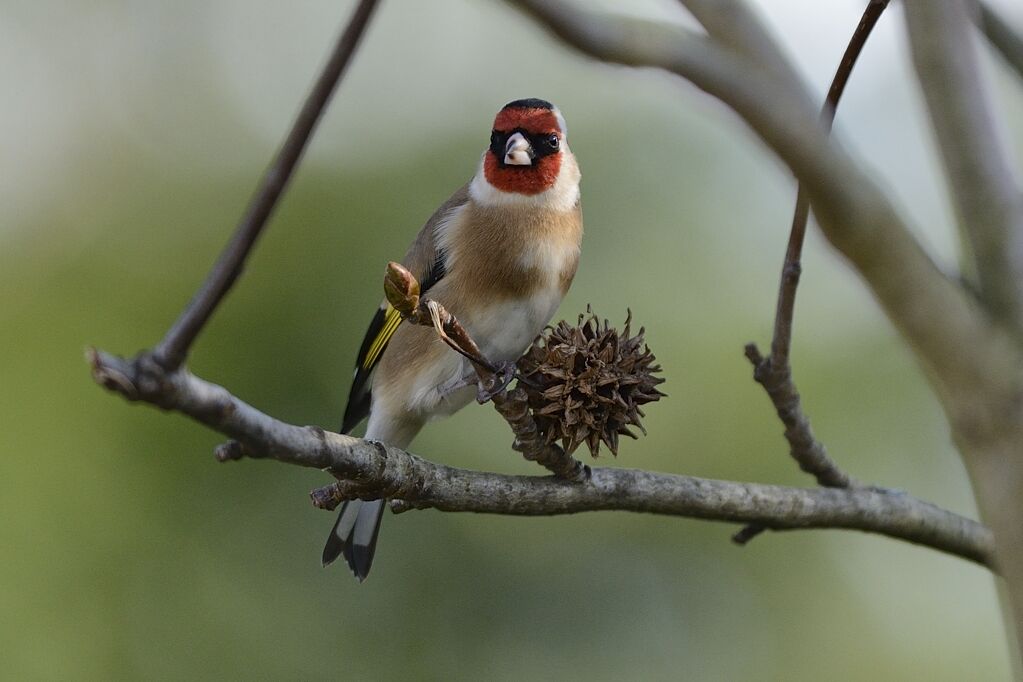 European Goldfinchadult, aspect