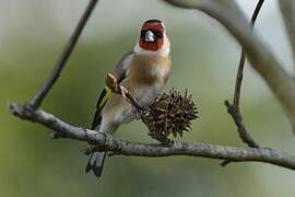 European Goldfinch