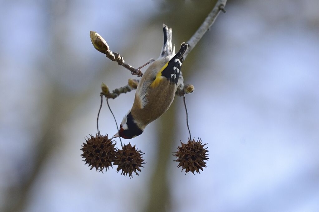 European Goldfinchadult, eats