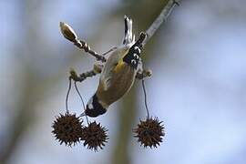 European Goldfinch