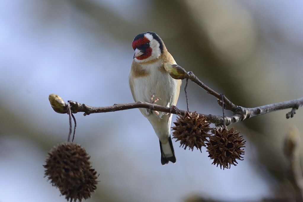 European Goldfinchadult, feeding habits