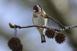 European Goldfinch