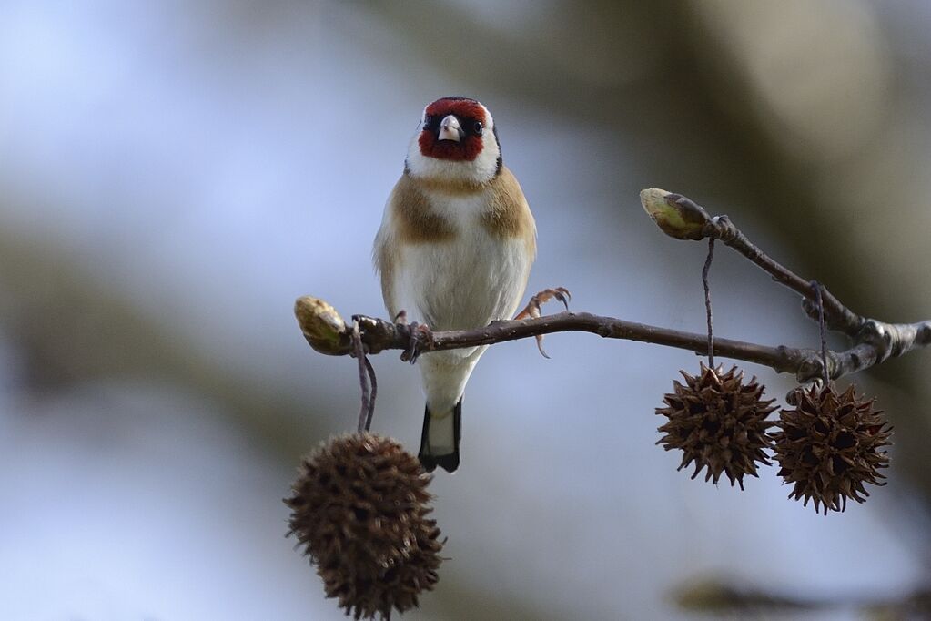 European Goldfinchadult, feeding habits