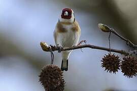 European Goldfinch