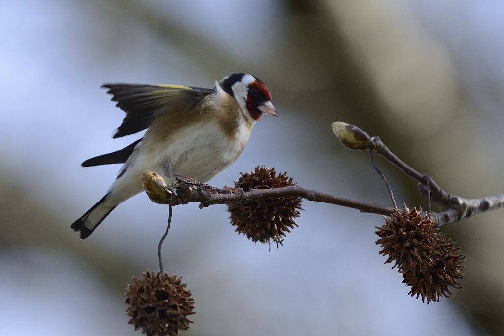 Chardonneret élégantadulte, mange