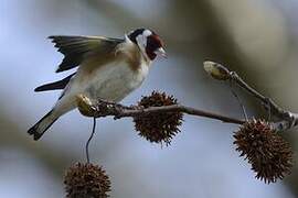 European Goldfinch