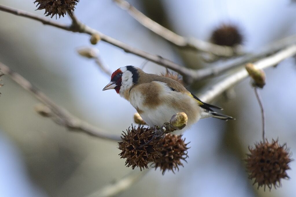 European Goldfinchadult, eats