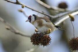 European Goldfinch