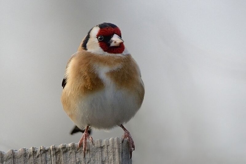 European Goldfinchadult post breeding