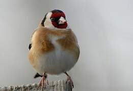 European Goldfinch