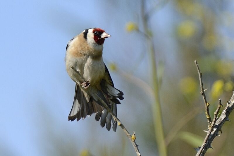 European Goldfinchadult 