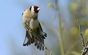 European Goldfinch