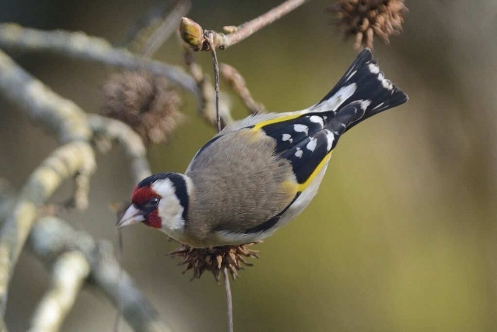 European Goldfinch male adult post breeding