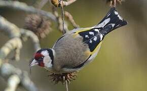 European Goldfinch