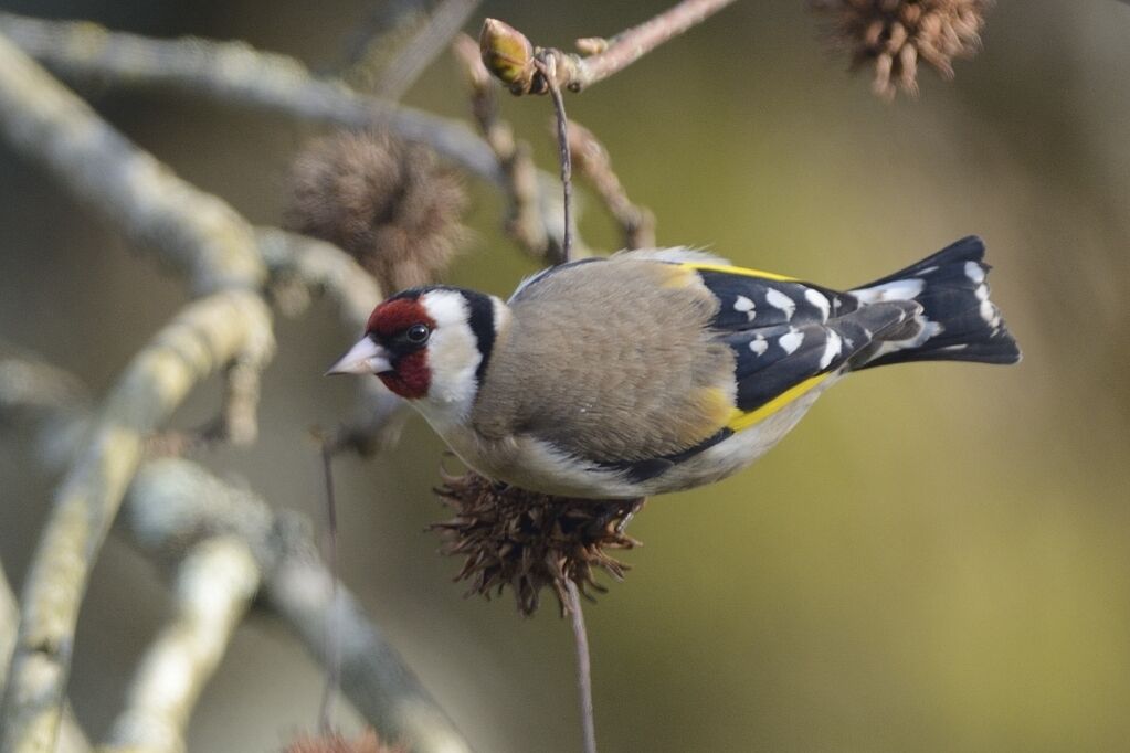 European Goldfinch male adult post breeding