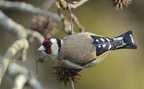 European Goldfinch