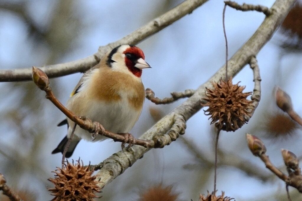 European Goldfinch male adult breeding