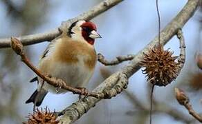 European Goldfinch