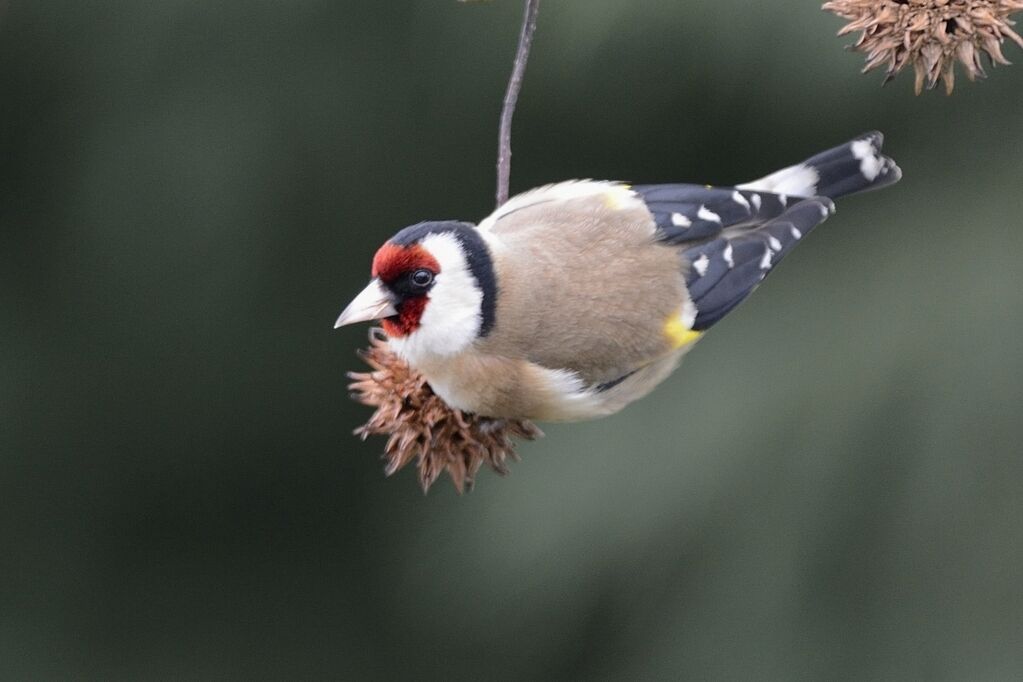 European Goldfinch male adult breeding